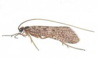 Caddis