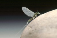 Mayfly