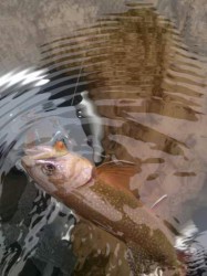 Early Season Brook Trout