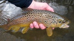 Beautiful Driftless Brown Trout