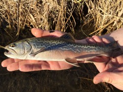 Wild Tiger Trout