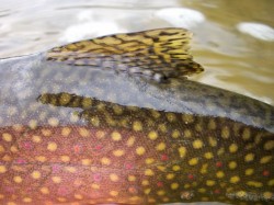 Native Brook Trout Flank