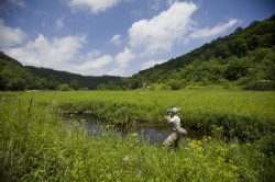 Driftless Meadow Stream