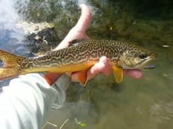 Tiger Trout