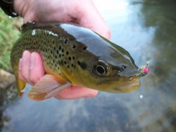 Scuds are very important in the Driftless.