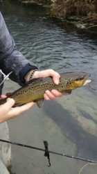 Geri with a nice late summer brown.