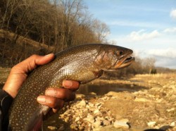 Big Brook Trout