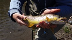 Geri With a Leech Eater.