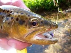 Fish Love Terrestrials in the Driftless