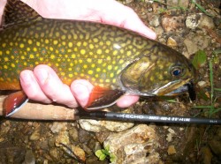 Native Brook Trout