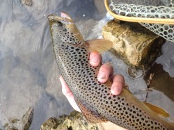 Trico Spinner Fall Trout