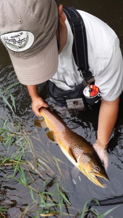 Jerry with a nice summer Brown Trout