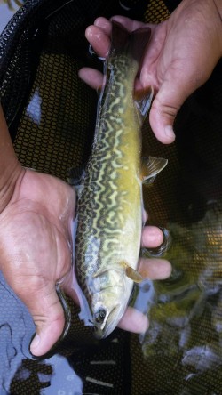 Wild tiger trout!