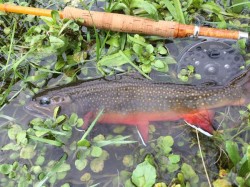 Driftless Fly Fishing