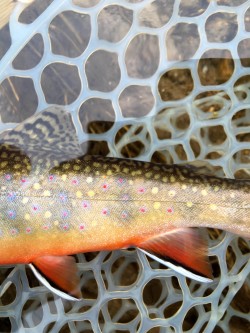 Native Brook Trout