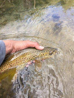 Spring Caddis Hatch Brown Trout