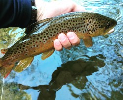 Summer Time Brown Trout