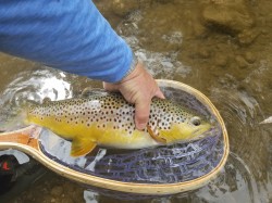 Big Driftless Brown Trout