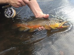 Fall Brown Trout