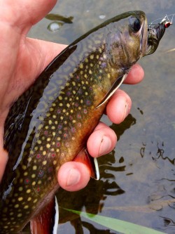 Native Brook Trout