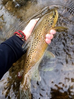 Late Summer Brown Trout